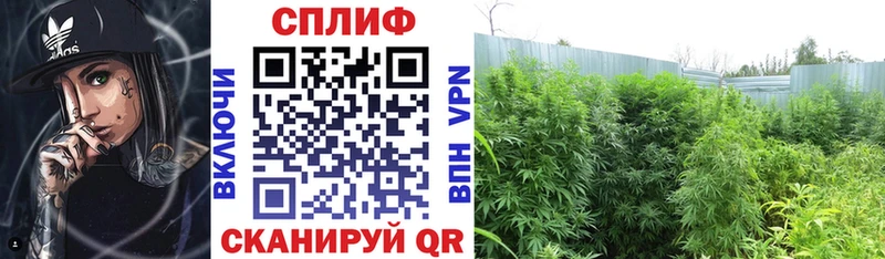 Шишки марихуана план Купить Владикавказ